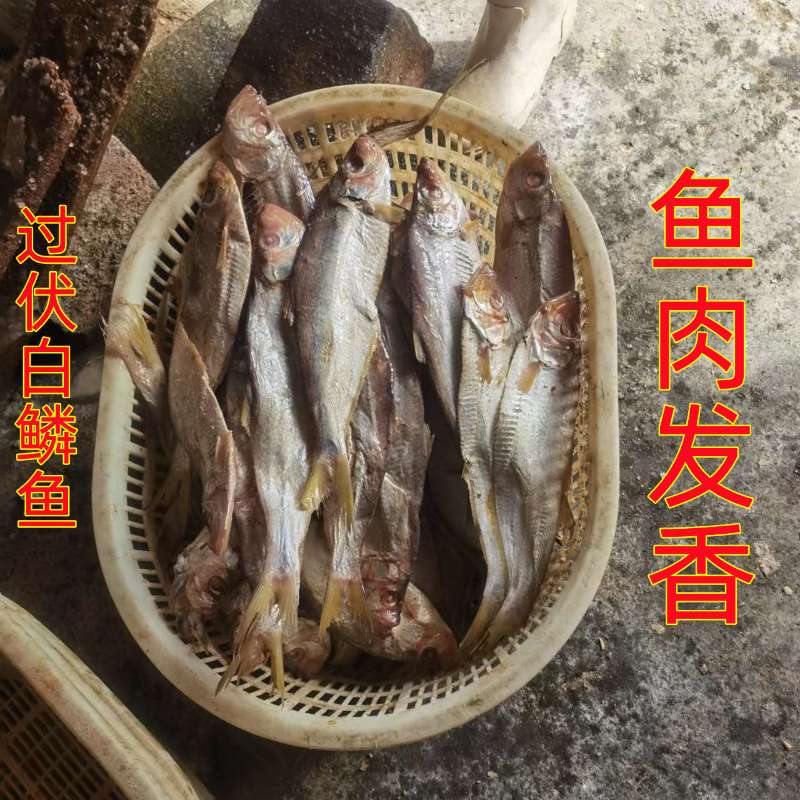 野生白磷鱼特产山东老式三刨白磷鱼梅香咸鱼霉鳓鱼海鱼干货海鲜 - 实物图