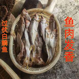 野生白磷鱼特产山东老式三刨白磷鱼梅香咸鱼霉鳓鱼海鱼干货海鲜