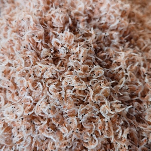 山东特产淡干带籽膏虾皮海米虾米干货可打粉可做饭团用小虾带籽