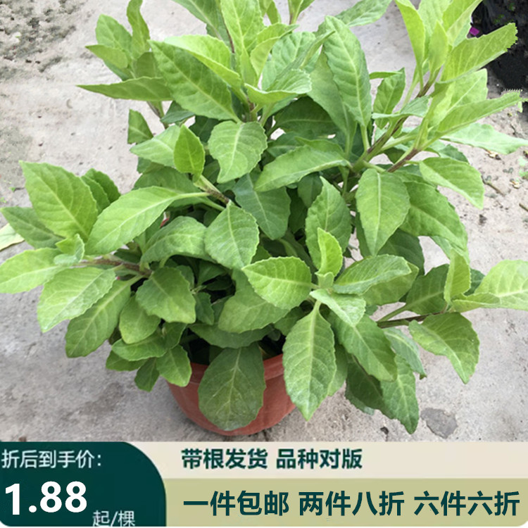 明月草金鸡毛草苗干叶鲜叶神奇救命草白子菜鸡降糖草泰国尼罗基草 鲜花速递/花卉仿真/绿植园艺 绿植 原图主图