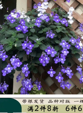 海豚花花苗蓝色白色家庭阳台窗台花园耐热多年生爆花机器白蓝海豚