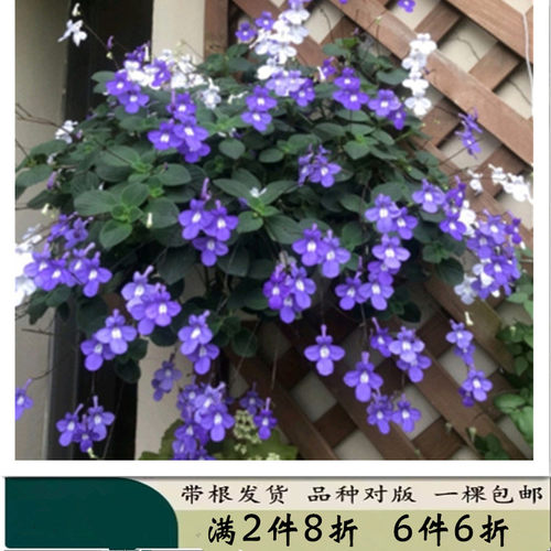 海豚花花苗蓝色白色家庭阳台窗台花园耐热多年生爆花机器白蓝海豚