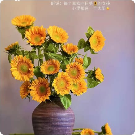 进口向日葵种子四季观赏盆栽绿植耐热花卉庭院小太阳向日葵花种籽