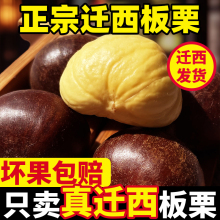 2024迁西板栗生新鲜河北栗子大去壳板栗去皮板栗仁燕山小油栗板粟