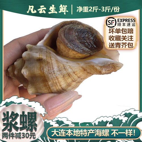 大连大海螺鲜活发货顺丰空运包邮