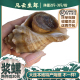 海螺鲜活贝壳浆螺新鲜天然特大号大连海鲜水产活物发货非冻货 包邮