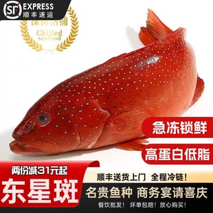 东星斑鲜活船捕冷冻发货整条冰鲜鱼刺身鱼片鱼丸斑鱼海南深海送礼