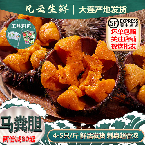 海胆鲜活早季马粪海胆4-5只/斤