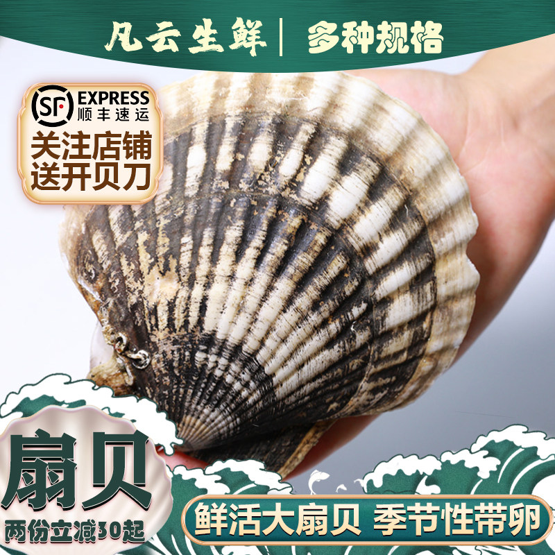 扇贝鲜活超大夏夷贝新鲜刺身大连元贝蒜蓉粉丝夏邑贝海鲜水产3斤
