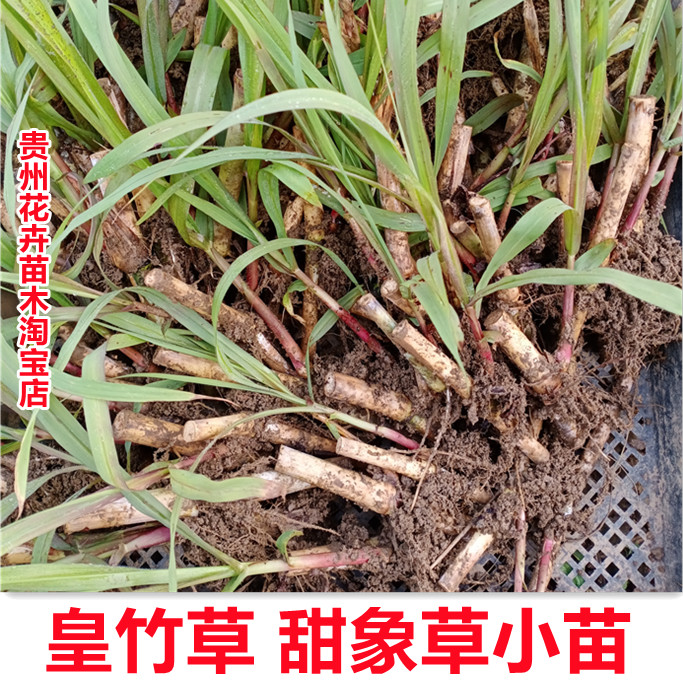 多年生甜象草皇竹草小苗老桩