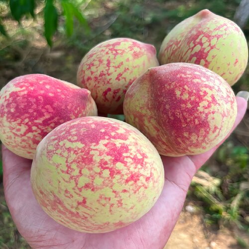 五香桃百花桃嫁接苗贵州发货