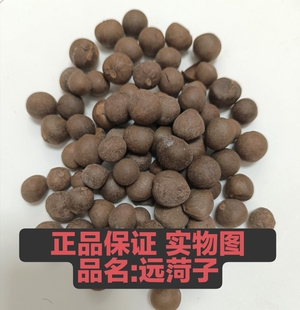远荷籽 远柯子 远何籽 远何子新货内店有华梁草苁蓉汤