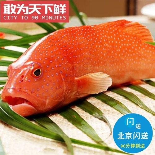 鲜活红东星斑海鲜新鲜水产