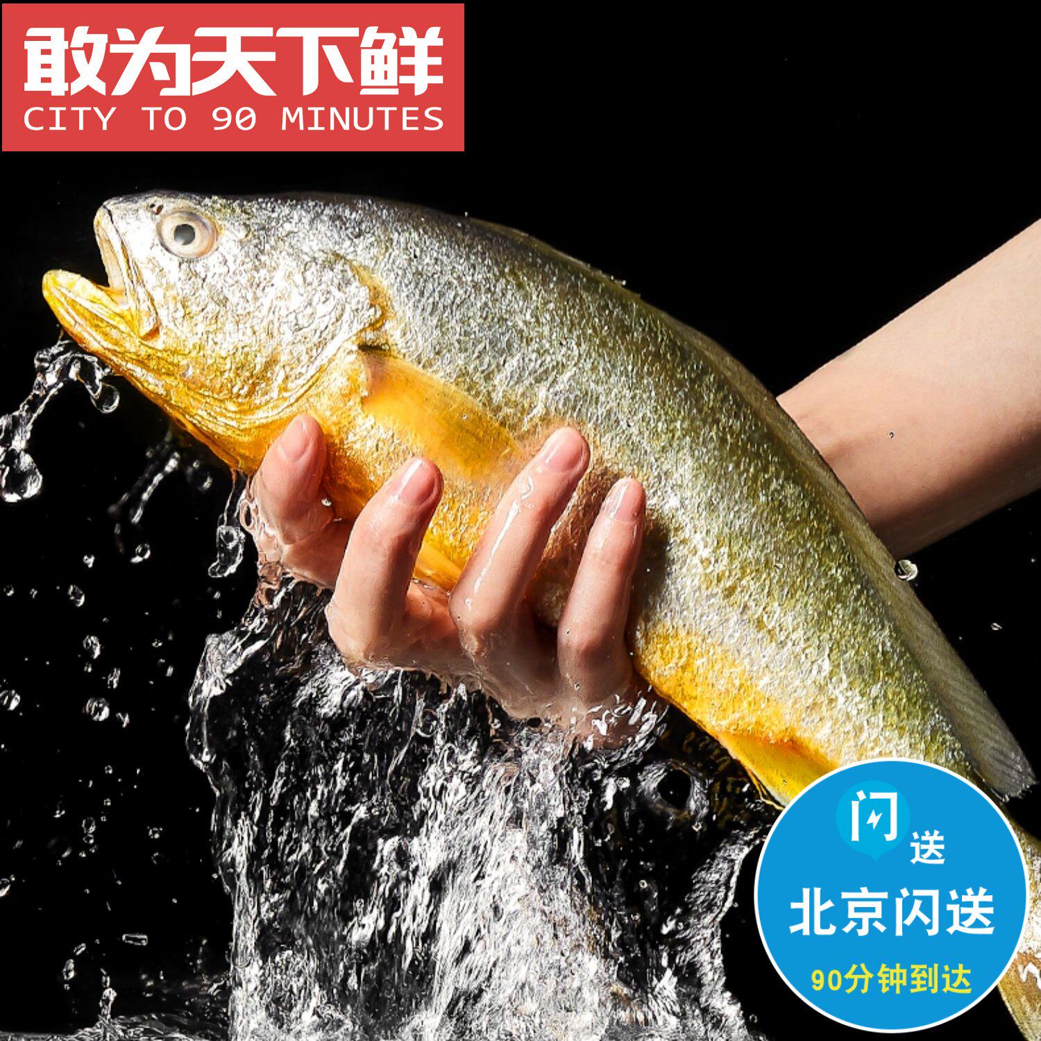 1.3-1.5斤/条 北京闪送 鲜活 黄花鱼 新鲜海鲜水产 蒜瓣肉 大黄鱼