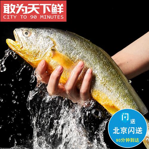 1斤/条 北京闪送 鲜活 黄花鱼 新鲜海鲜水产 蒜瓣肉 大黄鱼