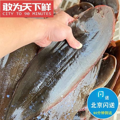 鲜活鳎目鱼龙利鱼新鲜海鲜