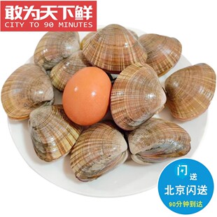 500g 北京闪送 丹东特产 文贝 黄金贝 鲜活海鲜水产 肉肥 鲜味足