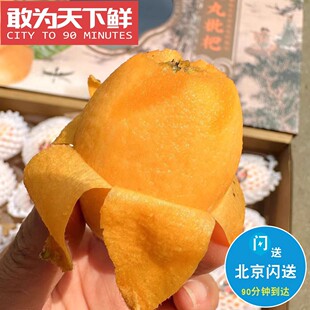 18粒 1.2斤 仅限北京闪送 东山白玉枇杷 皮薄好剥 肉厚 甘甜