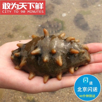 3-4根活海参大连刺参