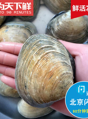 2-3只/斤 鲜活天鹅蛋 水产 海鲜 贝类 天鹅贝 烧烤料理 个大肉多