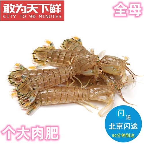 鲜活全母皮皮虾海鲜虾爬子