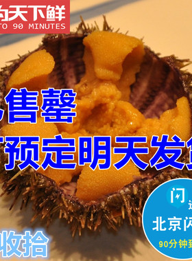 1份2只 仅限北京闪送 鲜活 马粪胆 海胆 大连水产海鲜即食刺身