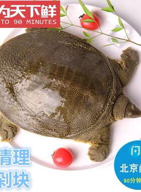 北京闪送 外塘生态养殖甲鱼 鲜活活体 非饲料 团鱼王八黄甲鱼