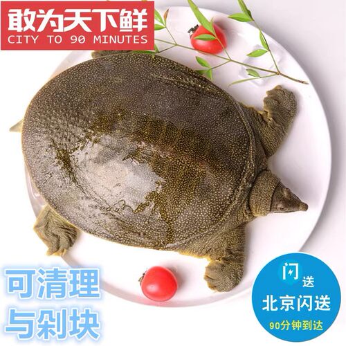 北京闪送 外塘生态养殖甲鱼 鲜活活体 非饲料 团鱼王八黄甲鱼