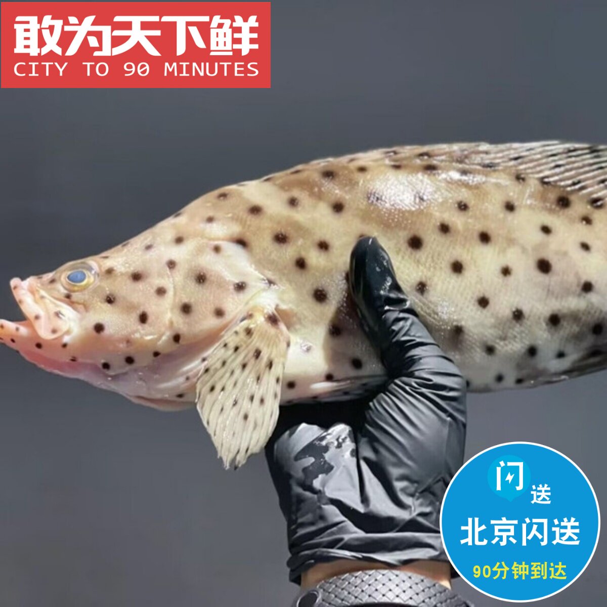 1斤1条 称重计价 北京闪送 海捕海鲜 老鼠斑 点斑 鲜活石斑鱼