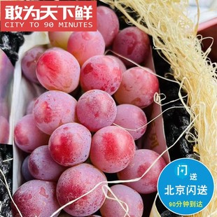 仅限北京闪送 青藤社·妮娜皇后 红提 新鲜 葡萄 香味浓