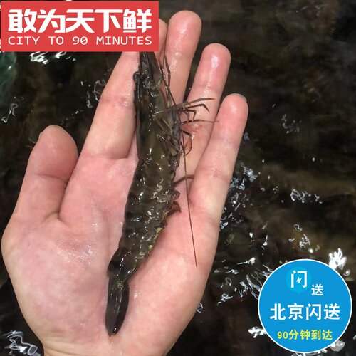500g 北京闪送 鲜活 黑虎虾 个大 鲜嫩 饱满 活虾 草虾
