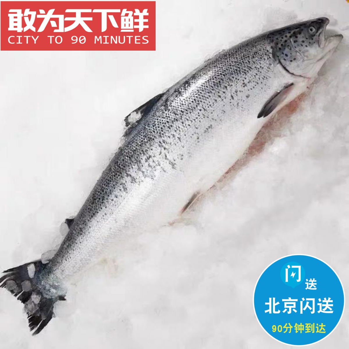 整条冰鲜三文鱼 13斤1条 可分割 挪威进口新鲜刺身 绝非冻鲜 法罗
