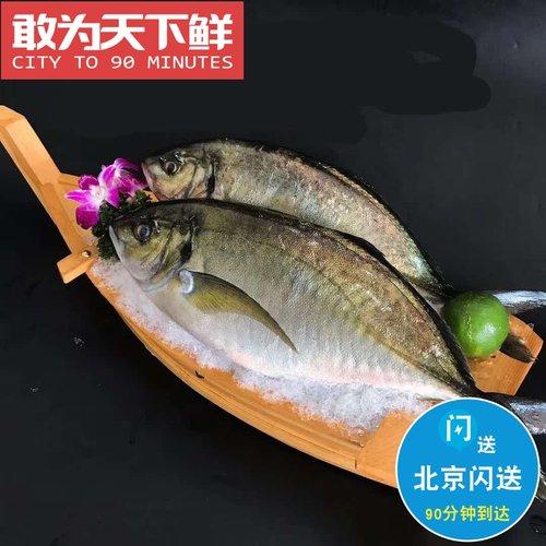 3-4斤 北京闪送 大连 大竹荚鱼 冰鲜 池鱼王 大竹夹鱼 日料刺身