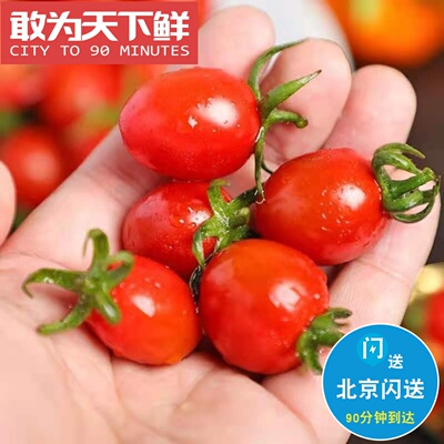 1.8斤 仅限北京闪送 玲珑小番茄 釜山88 圣女果 细腻无渣