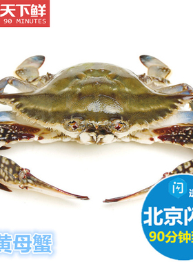5-8两 北京闪送 活鲜 满黄 母梭子蟹 膏蟹螃蟹 海鲜海蟹飞蟹 冬蟹