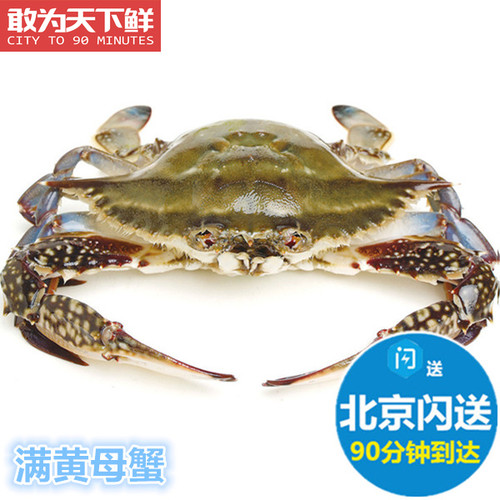 5-8两 北京闪送 活鲜 满黄 母梭子蟹 膏蟹螃蟹 海鲜海蟹飞蟹 冬蟹