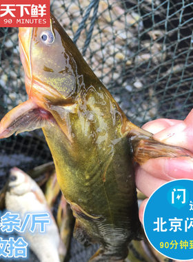 2-4条鲜活嘎鱼黄骨鱼黄辣丁