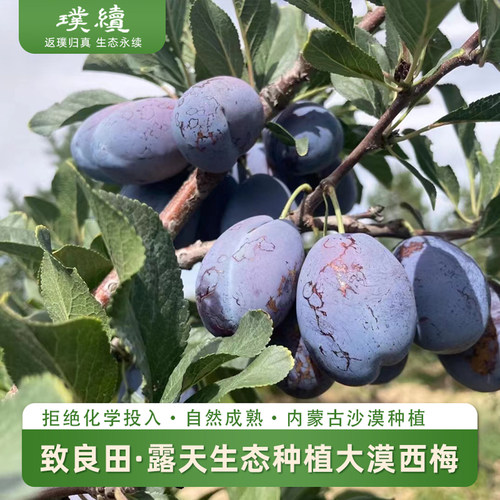 排单采摘发致良田生态西梅新鲜内蒙古阿拉善沙漠李子甜当季水果