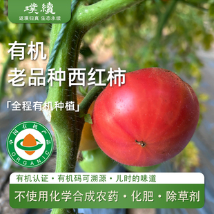 有机老品种西红柿陕西沃野青青自然成熟酸甜可口生吃沙瓤孕妇现摘