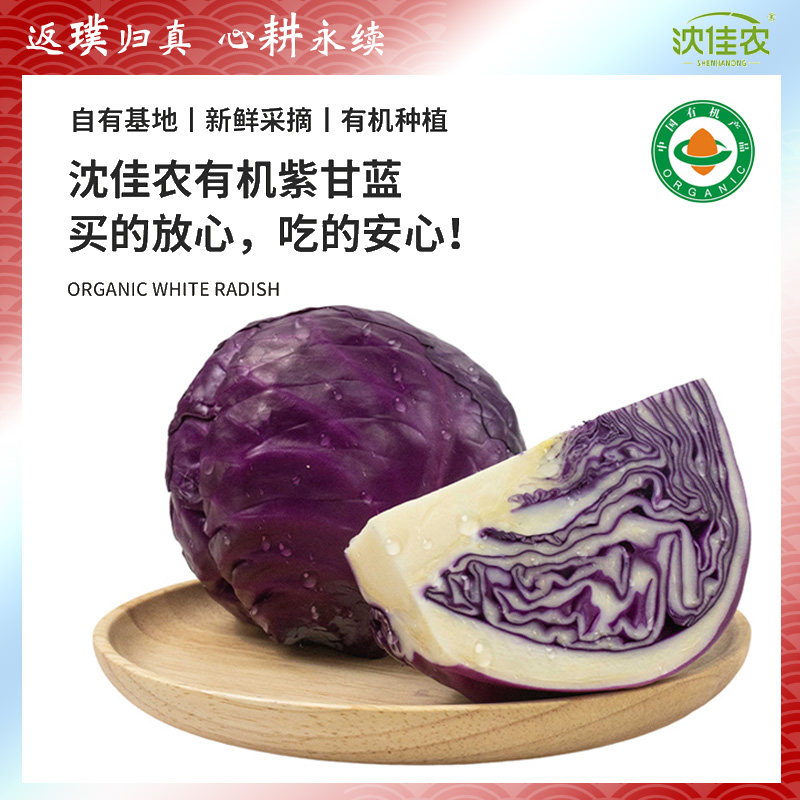 沈佳农有机紫甘蓝福建新鲜健身食材生吃榨汁顺丰卷心菜沙拉蔬菜椰