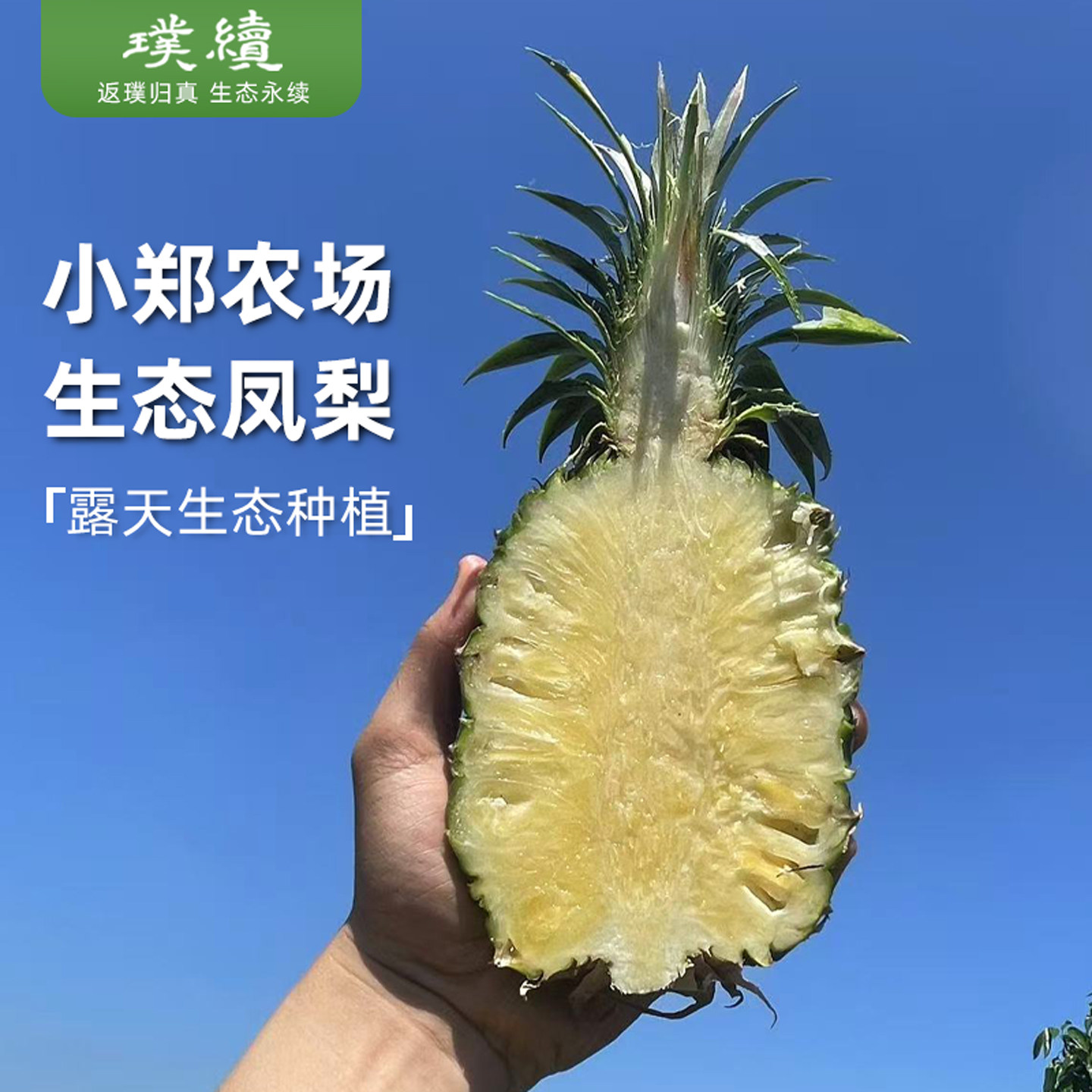 小郑金钻凤梨生态种植树上自然熟新鲜采摘海南小郑农场当季水果
