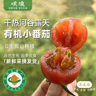 干热河谷露天有机小番茄庄代康云南高山红小番茄圣女果小西红柿
