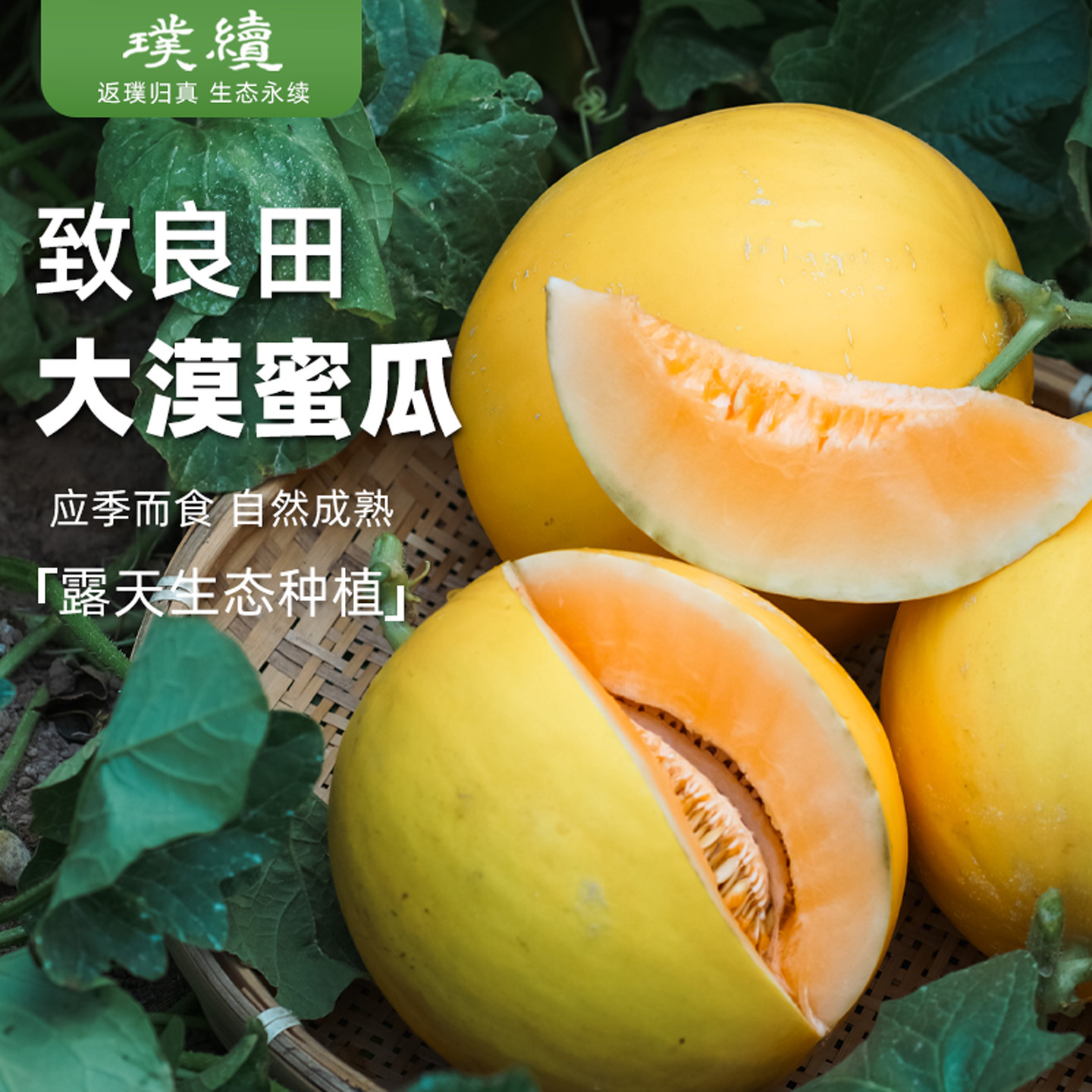 致良田大漠蜜瓜金红宝哈蜜瓜