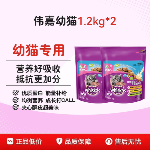 英短美短营养发腮三文鱼幼猫