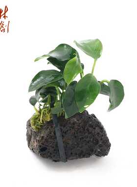 鱼缸造景装饰睡床水榕水草植物天空之城躲避叶摆件新款生命之树