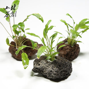 椒草孔穴火山岩定植绿温蒂椒草阴性易养短鲷原生中前景真活水草