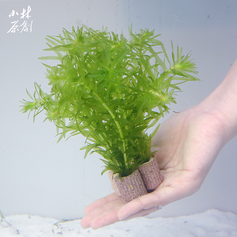 蜈蚣草定植不用底沙冷水金鱼藻