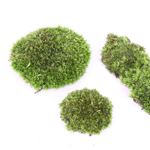 苔藓白发藓跟小林玩鲜活发货