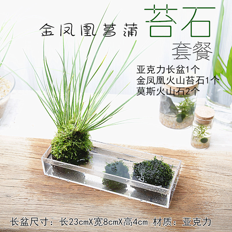 ins网红茶桌面日式中式石菖蒲