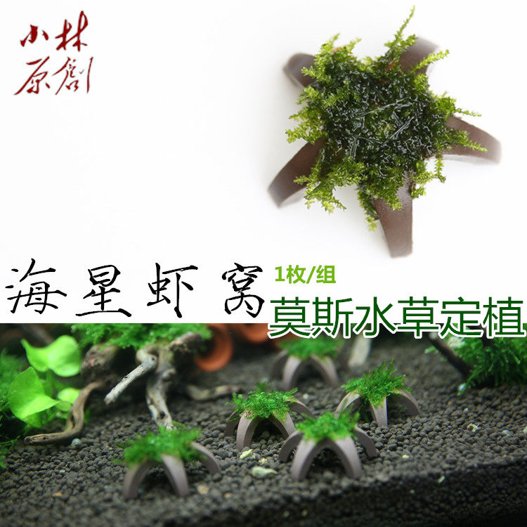 创意水晶虾屋 可爱海星莫斯造型 陶瓷 莫斯真水草定植 1枚/组